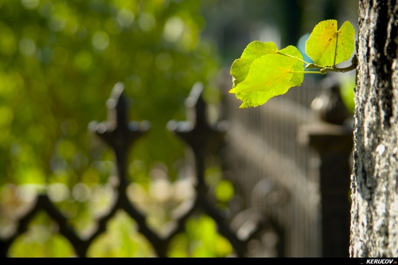 kerucov_cimitirul_bellu_100807_03