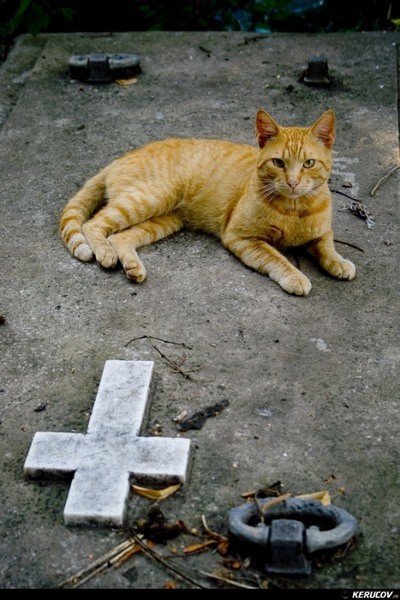 kerucov_cimitirul_bellu_100807_09
