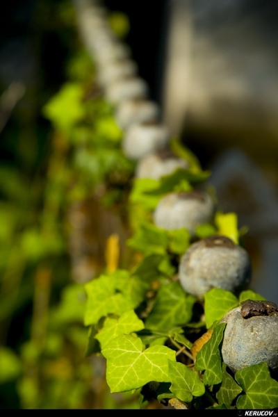 kerucov_cimitirul_bellu_100807_12