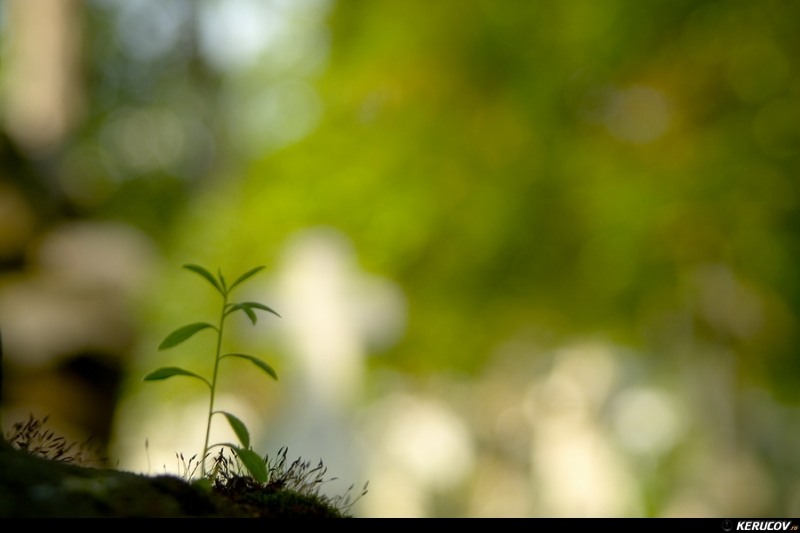 kerucov_cimitirul_bellu_100807_23