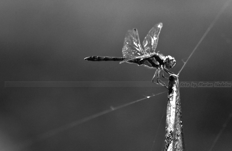 The dragonfly in wonderland !