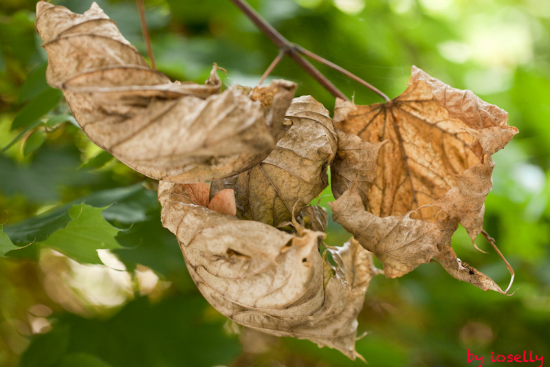 11-toate-s-vechi-si-noua-toate