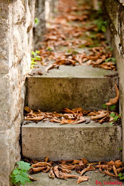 3-step-by-step-leaf-by-leaf