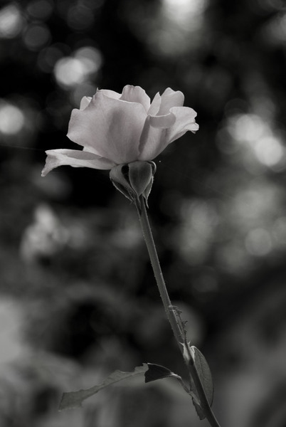 cimitirul-bellu-133_1