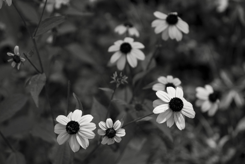 cimitirul-bellu-236_1