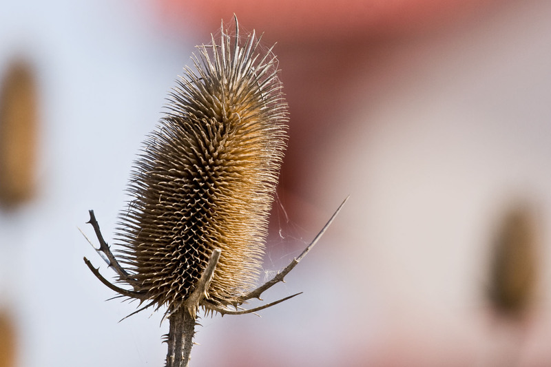 1, 2, 3 proba de microfon