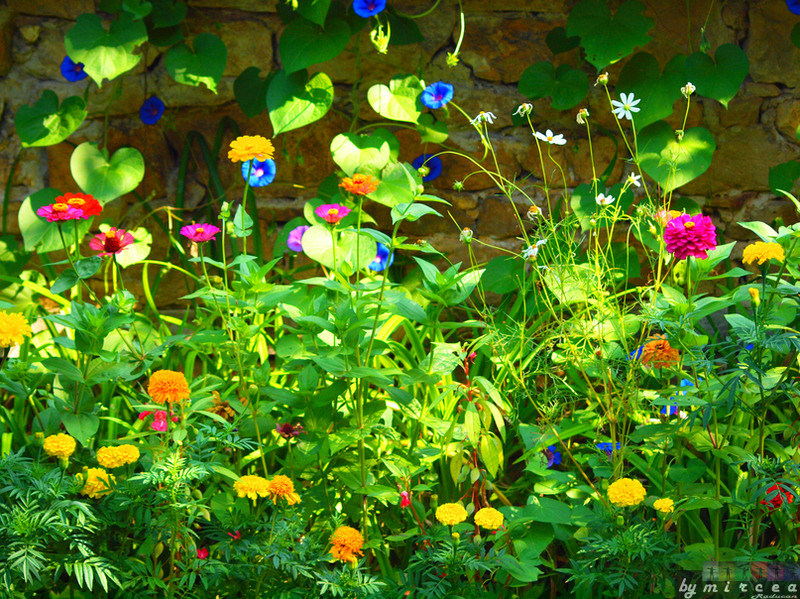 photo-010-veliko-tarnovo-2010-mr