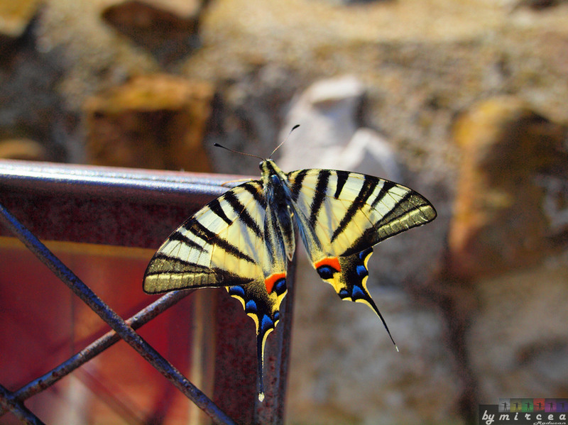 photo-018-veliko-tarnovo-2010-mr