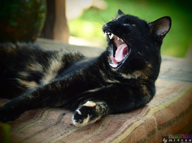 photo-026-veliko-tarnovo-2010-mr