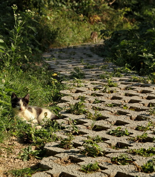 la-o-margine-de-drum-arbanassi
