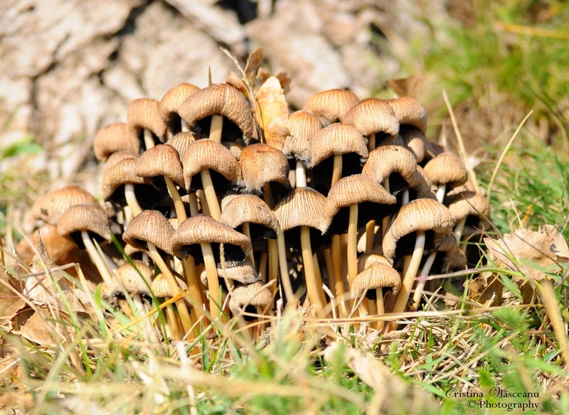 vulcanii-noroiosi-12