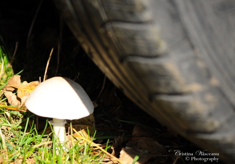 vulcanii-noroiosi-13