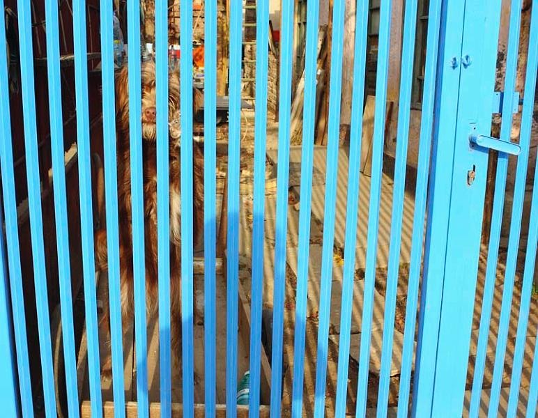 20081101_stelutap_24