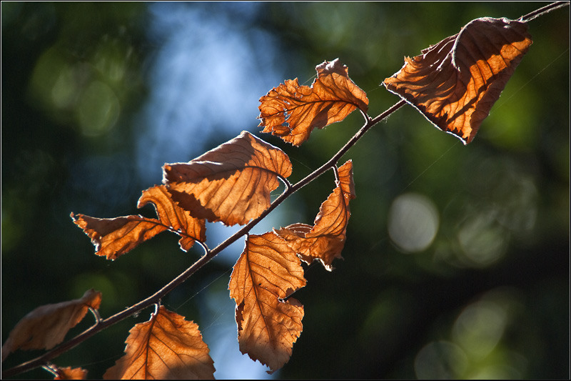 serbanv_soseauagiurgiului_05