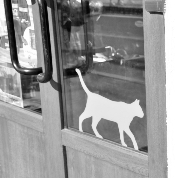 pe-aceasta-usa-intra-doar-pisicile