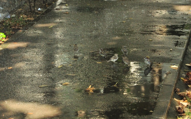 simbata-facem-baie-pe-giurgiului