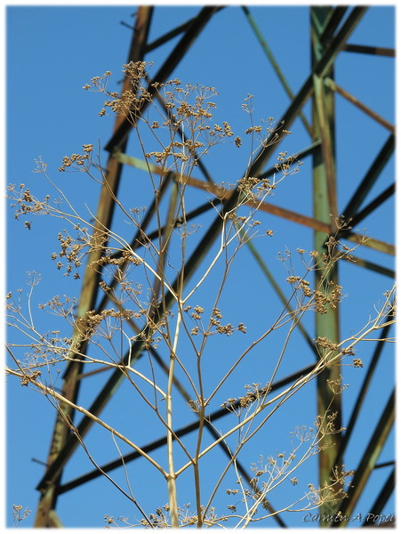 natura vs stalp de inalta tensiune