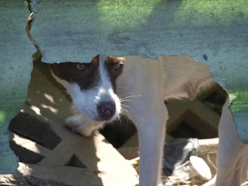 soseaua&#45;giurgiului&#45;2010&#45;34