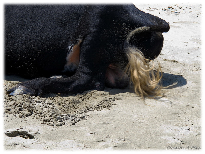 Balls from Sf. Gheorghe