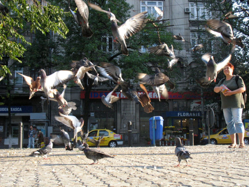 porumbei&#45;in&#45;piata&#45;carol