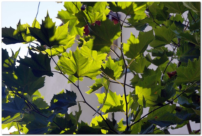 toamna-pe-strtoamnei_002