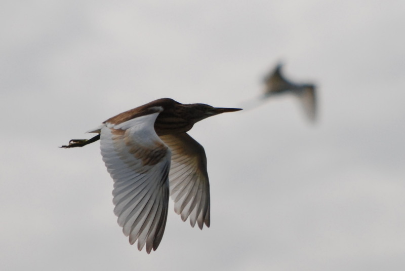 excursie-sulina-031-1
