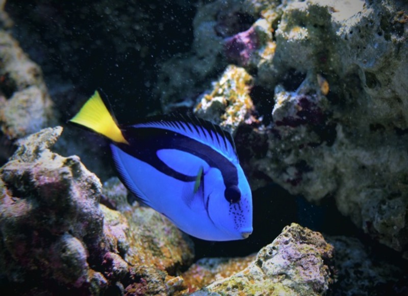 dory