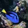 dory