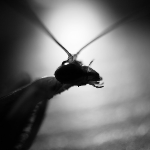 waiting-in-the-shadow