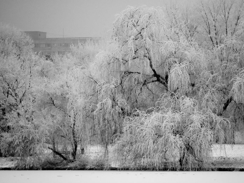 bogdan-a-popei-bezele-de-iarna
