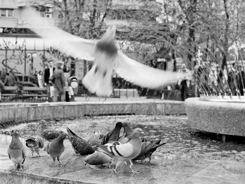 marcel-eremia-zbor-cartezian