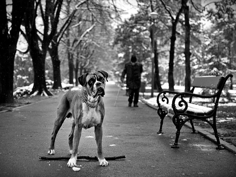 mirela-momanu-iarna-vietii