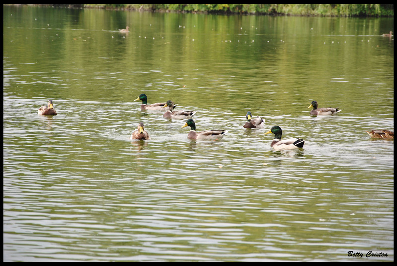 ducks_