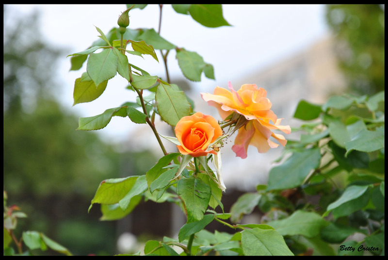 orange_rose