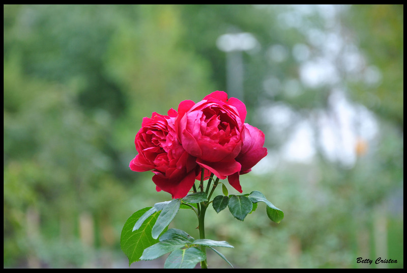 red_rose
