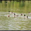 ducks_