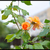 orange_rose
