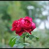 red_rose