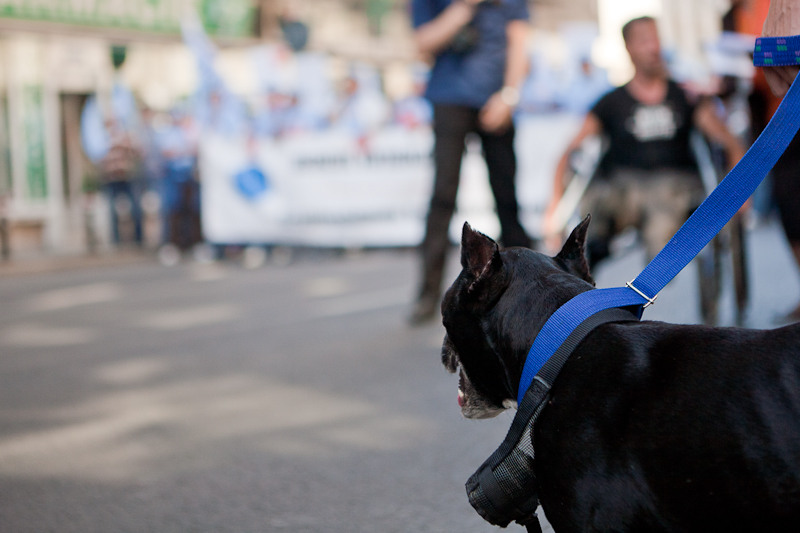 manifestatie-capitala-fistudioro-10