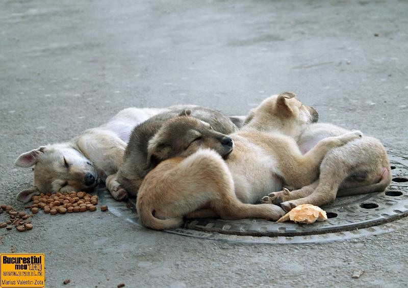 marius-valentin-zota