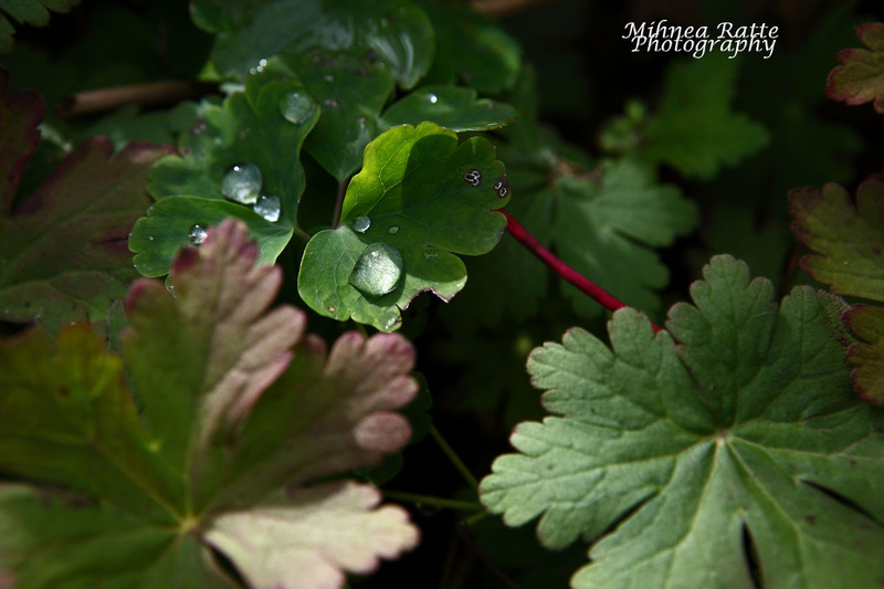 picatura cand lipeste :))