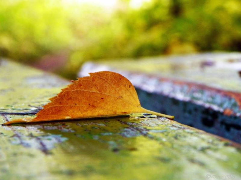 66093_154721991230754_100000788632571_242215_5334920_n