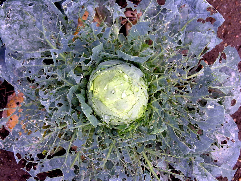 varza-de-calea-victoriei