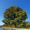 big-tree-flickr