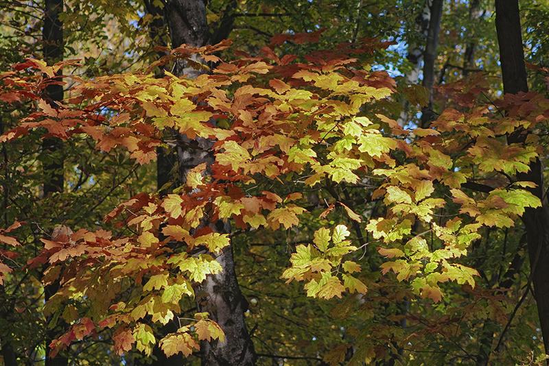 Sweet leafs of nature