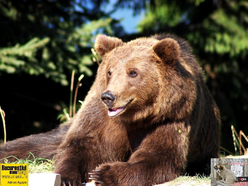 adrian-agapie_mos-martin