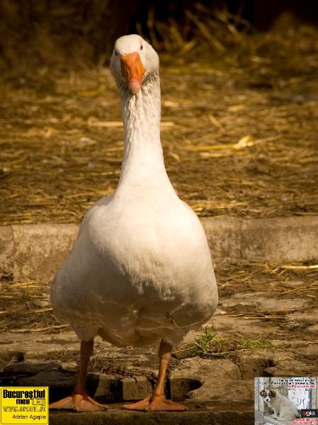 adrian-agapie_mother-goose