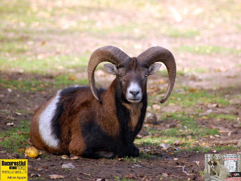 adrian-agapie_muflon