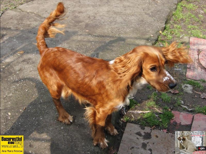 ana-maria-neacsa-_-cu-pletele-n-vant