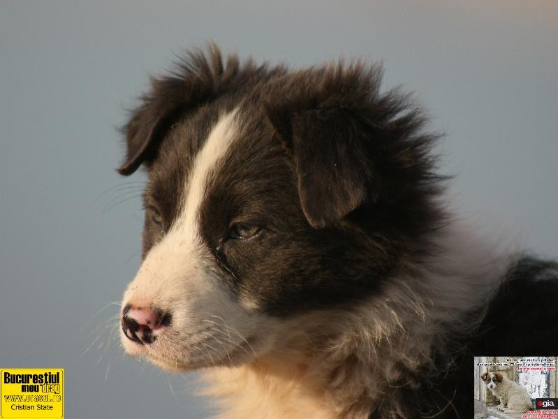 cristian-state_privind-spre-viitor